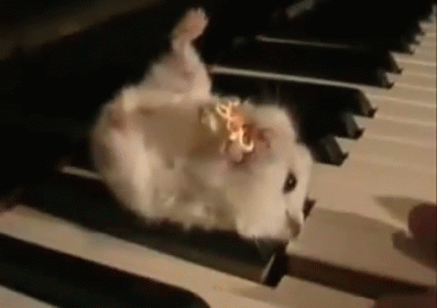 hamster on a piano